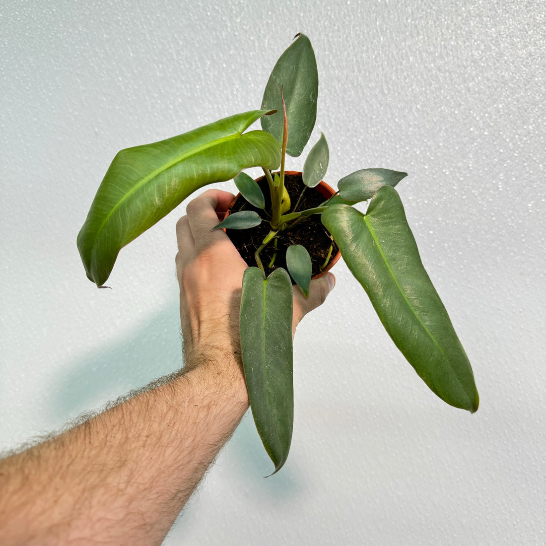 Philodendron Atabapoense