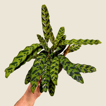 Calathea Rattlesnake