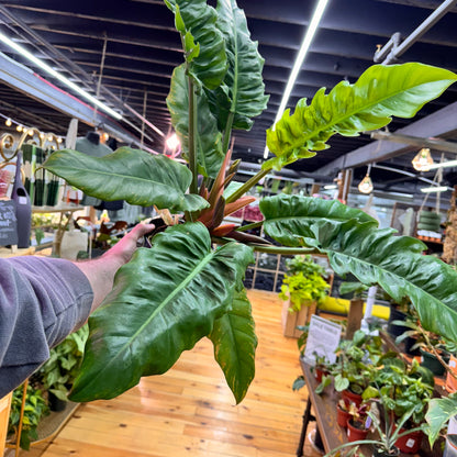 Philodendron Jungle Boogie