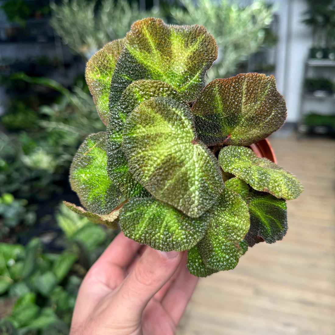 Begonia Soil Mutata