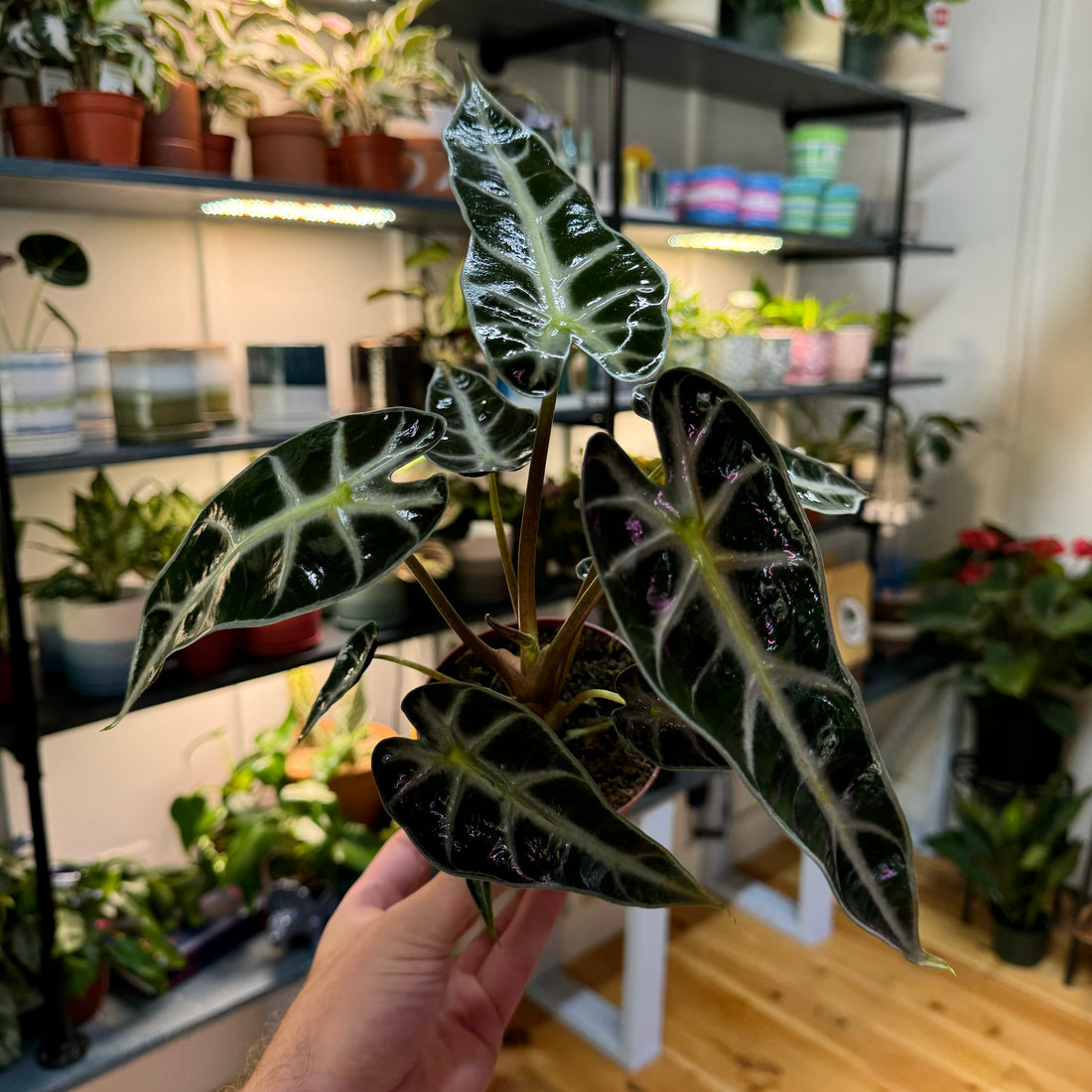 Alocasia Bambino