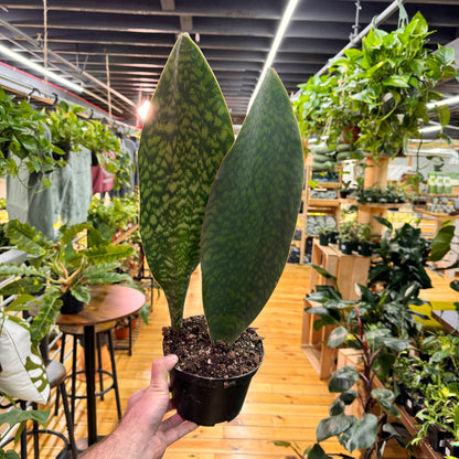 Sansevieria Whale Fin