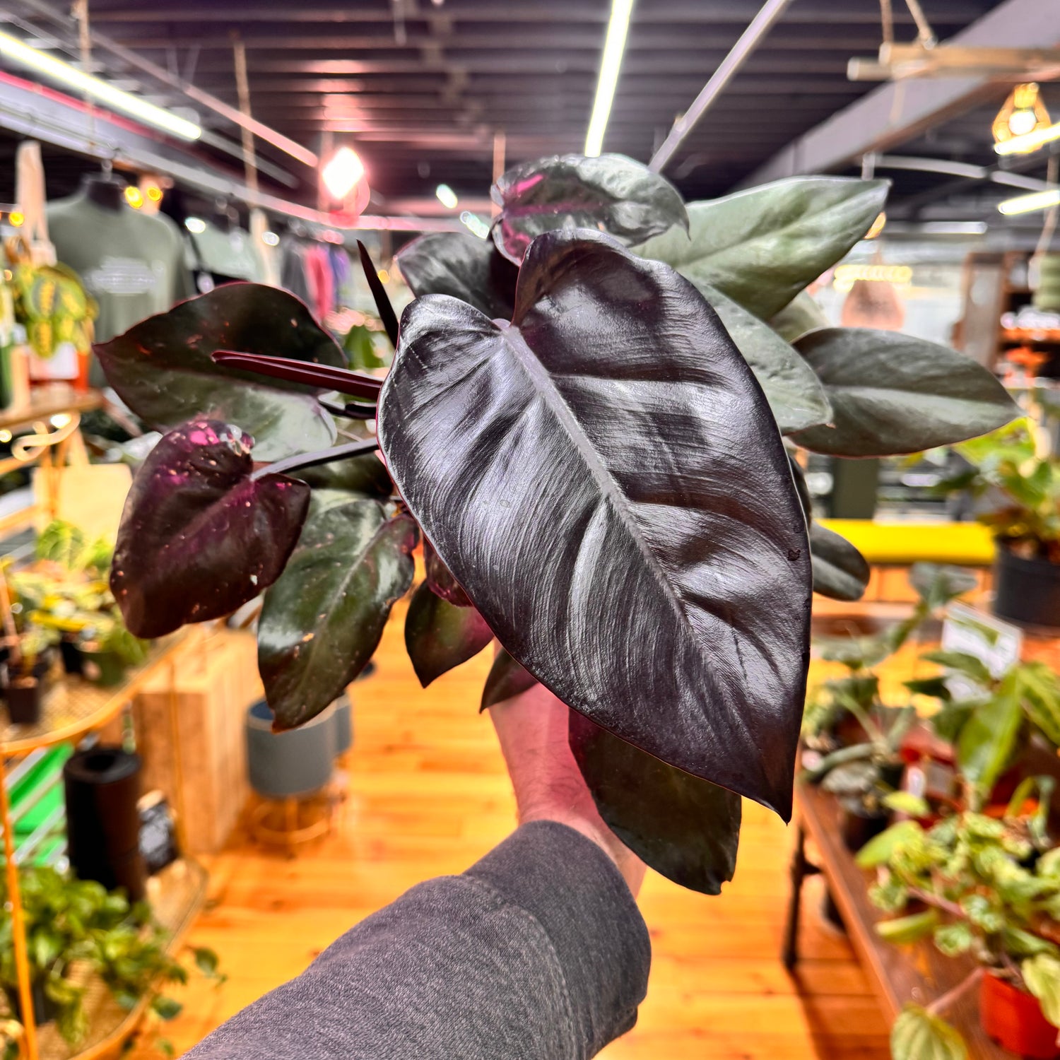 Philodendron Black Cardinal