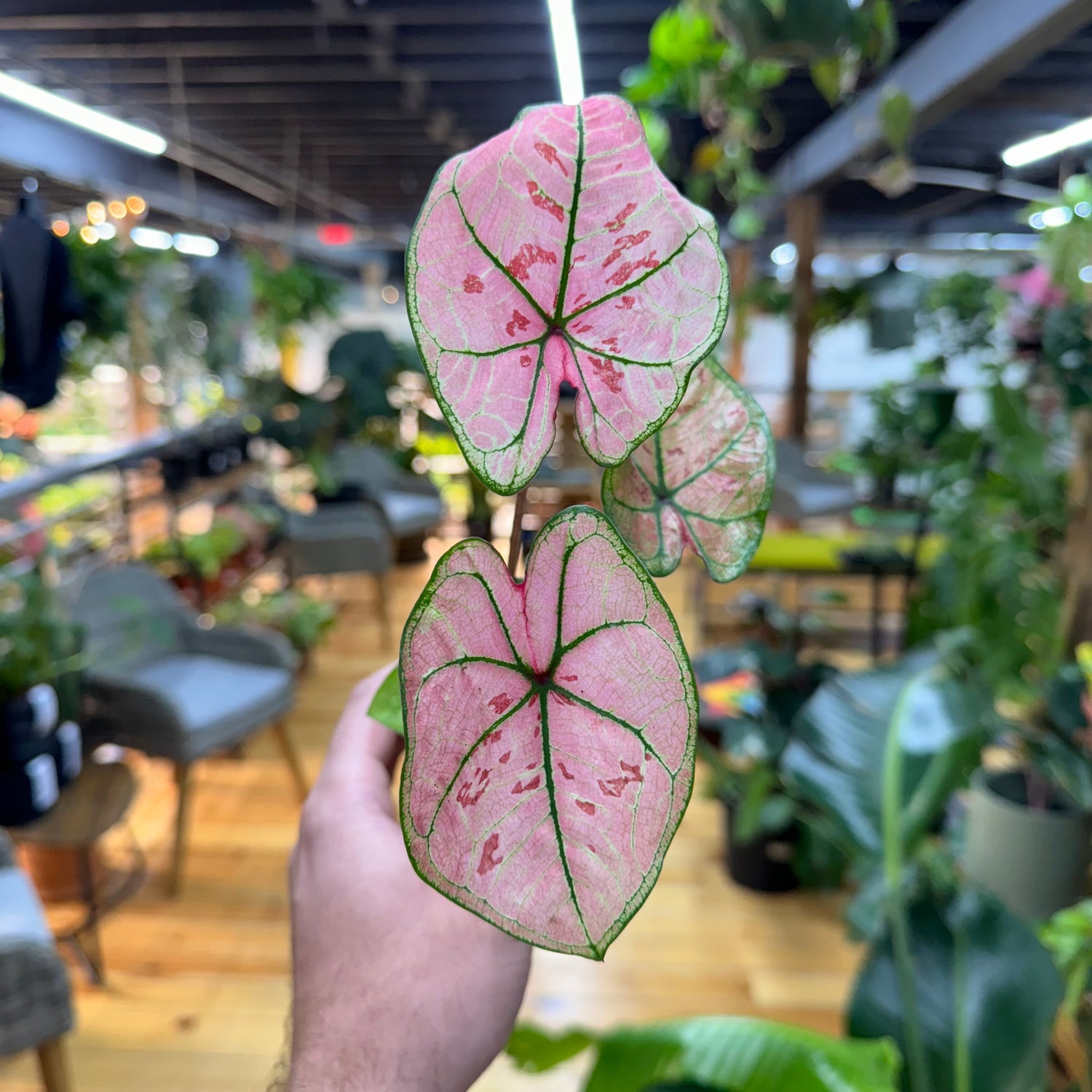 Caladium Scarlet Girl