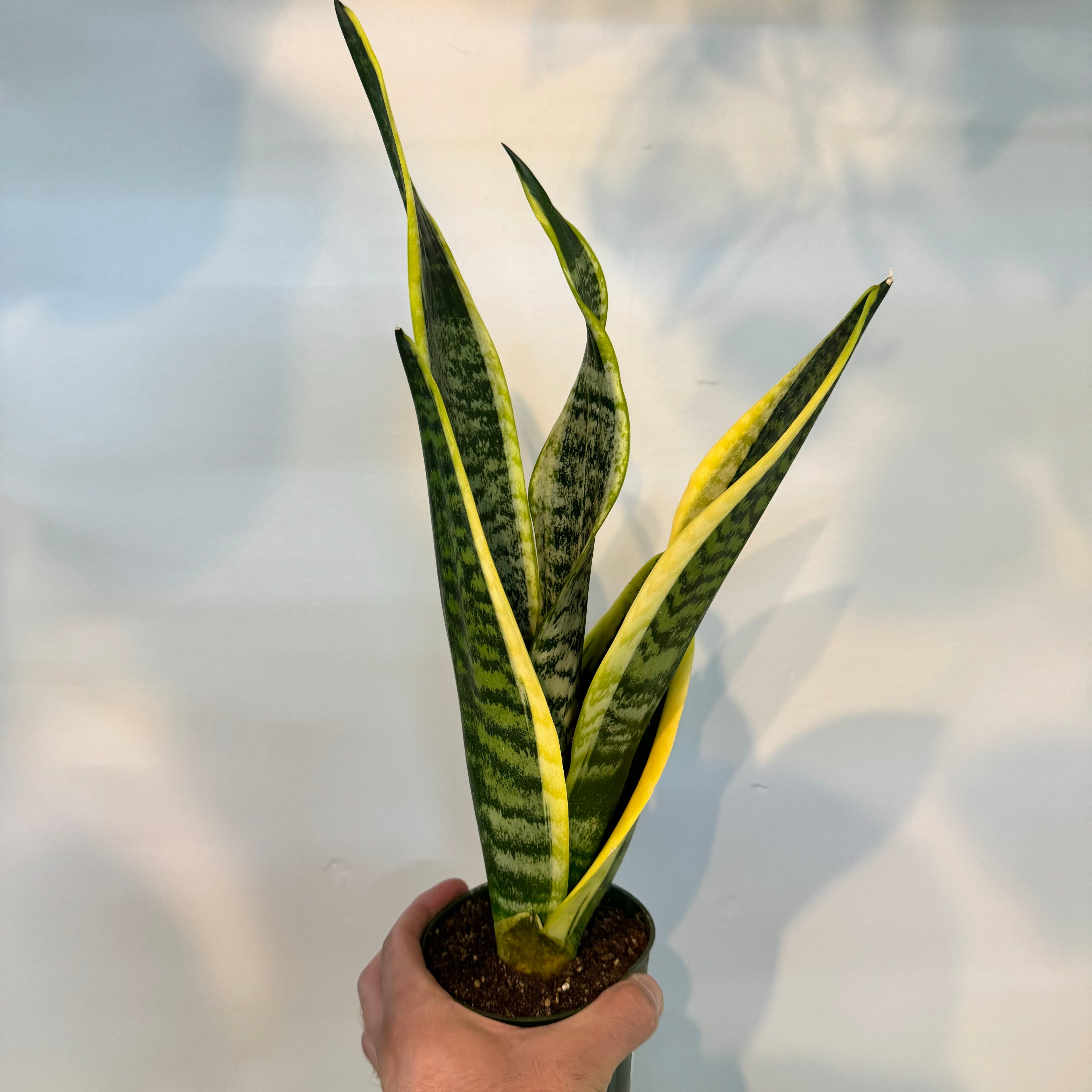 Sansevieria Superba