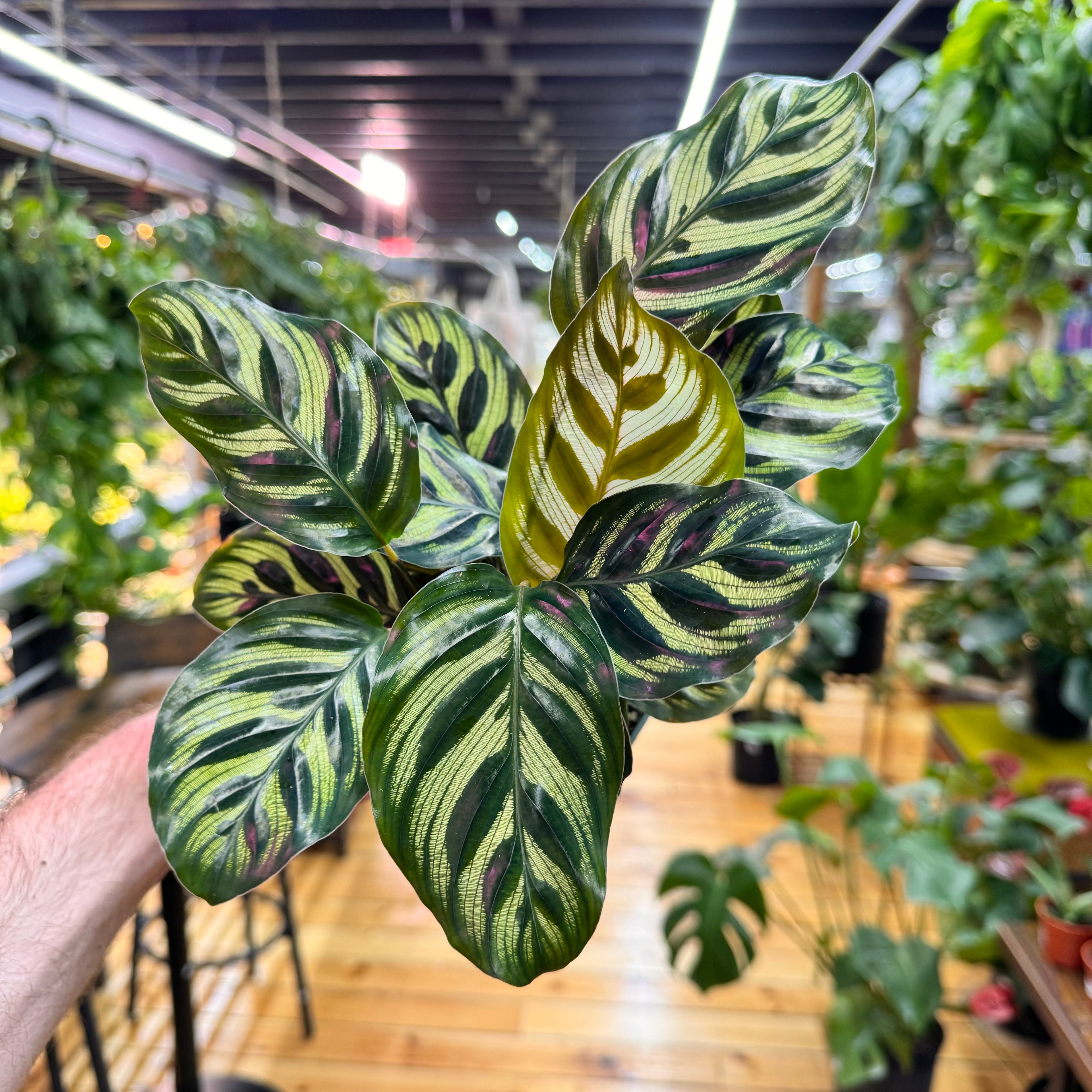 Calathea Makoyana