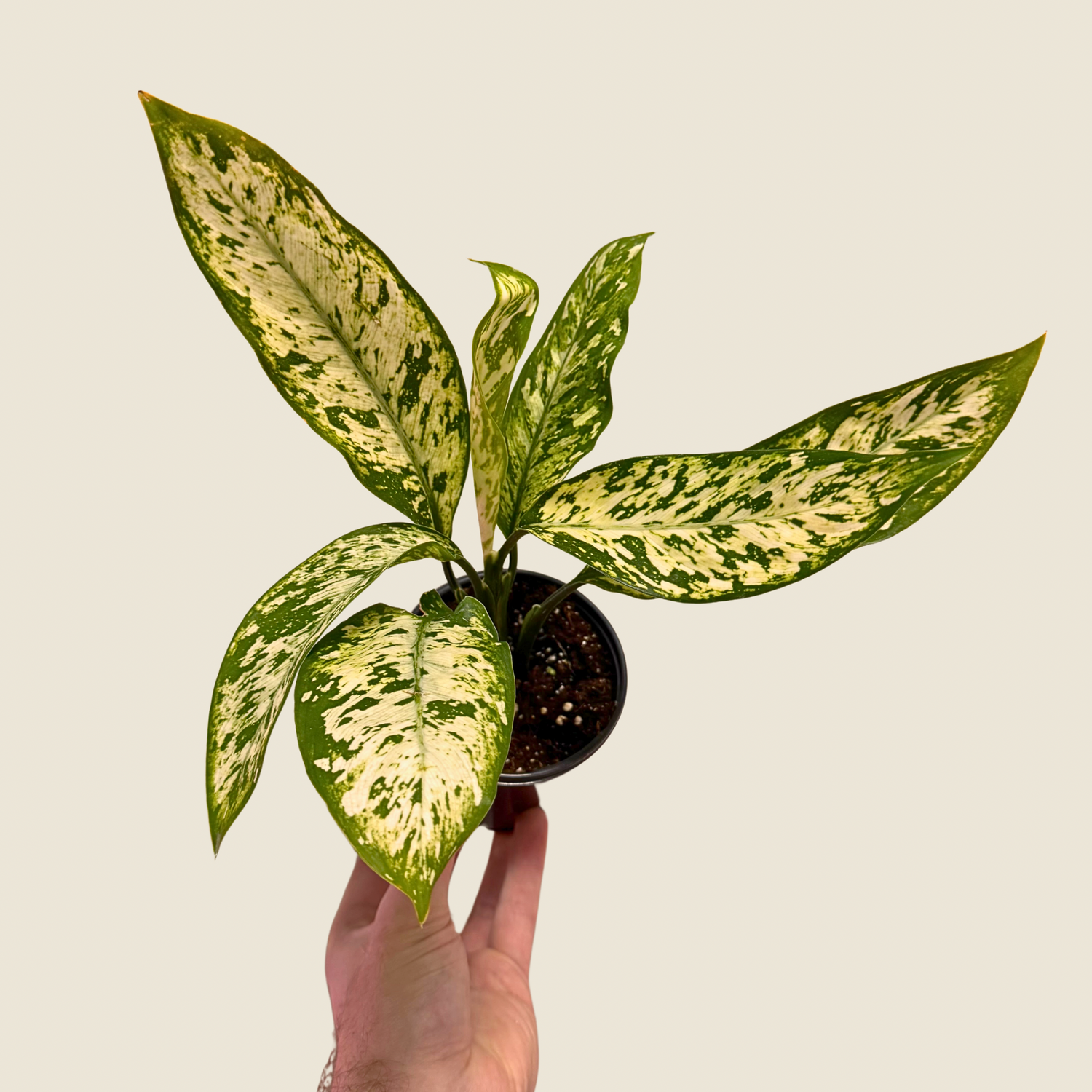 Dieffenbachia Star Bright