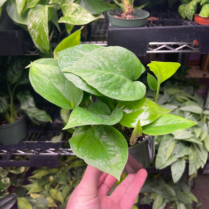 Pothos Jade