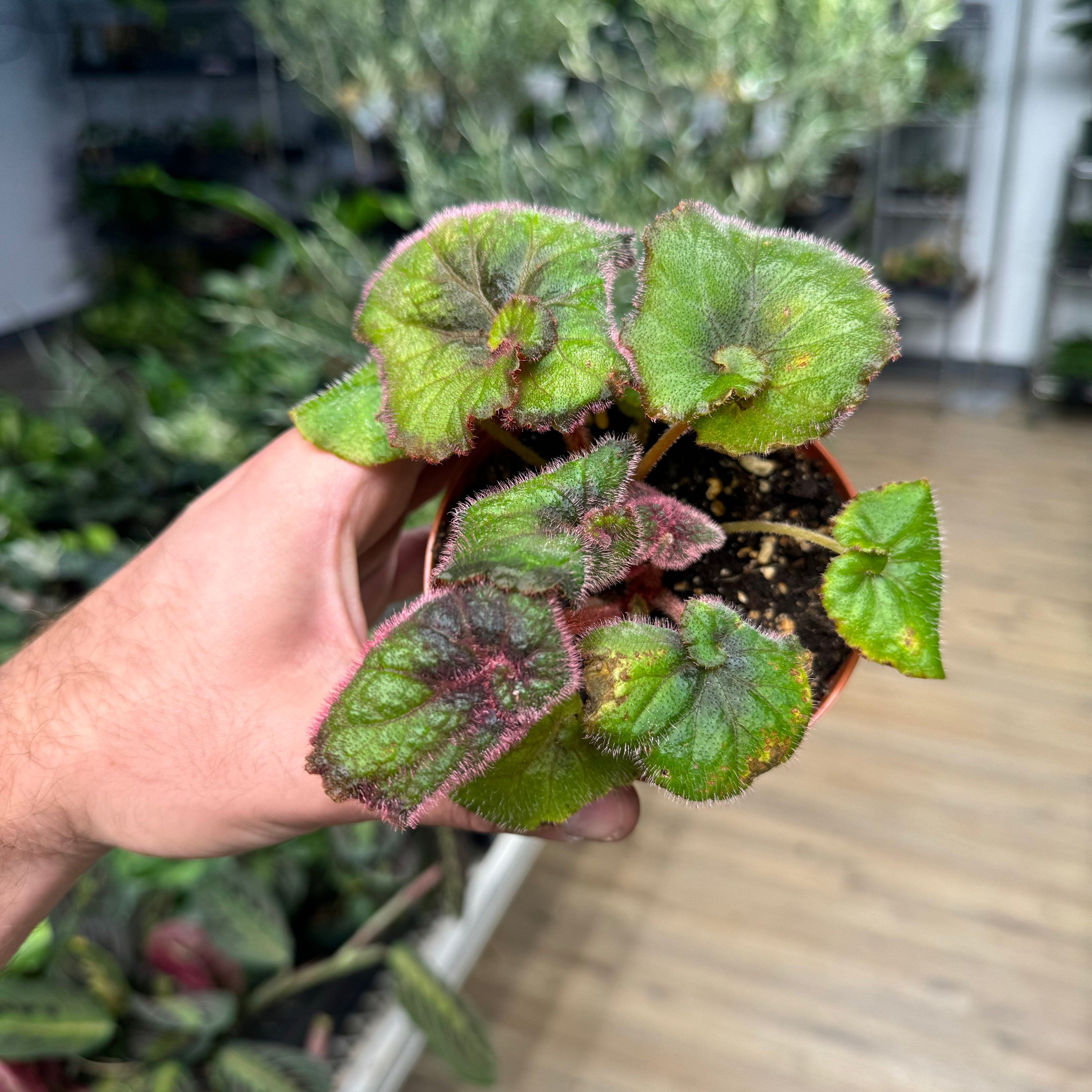 Begonia Nautilus