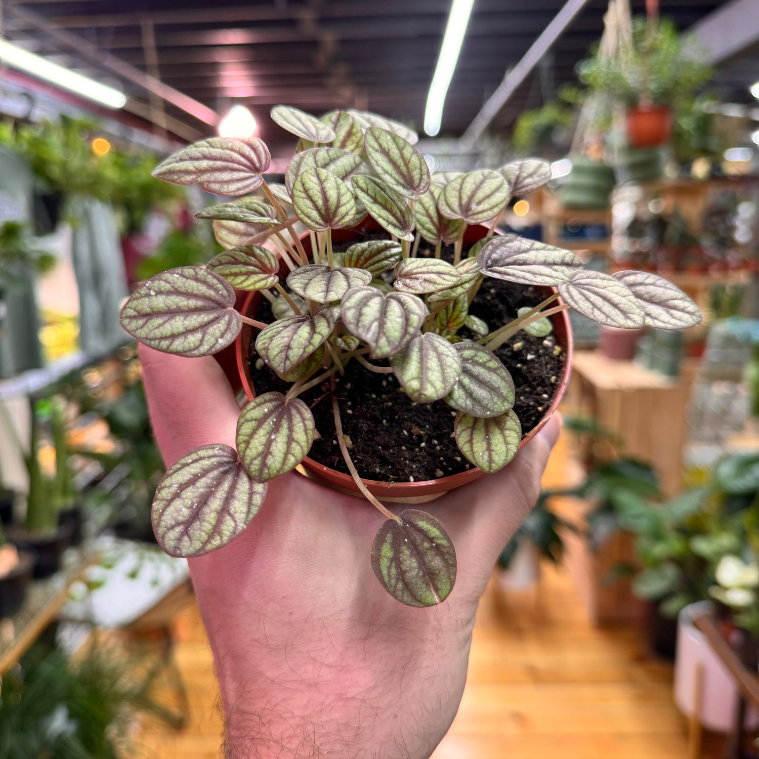 Peperomia Piccolo