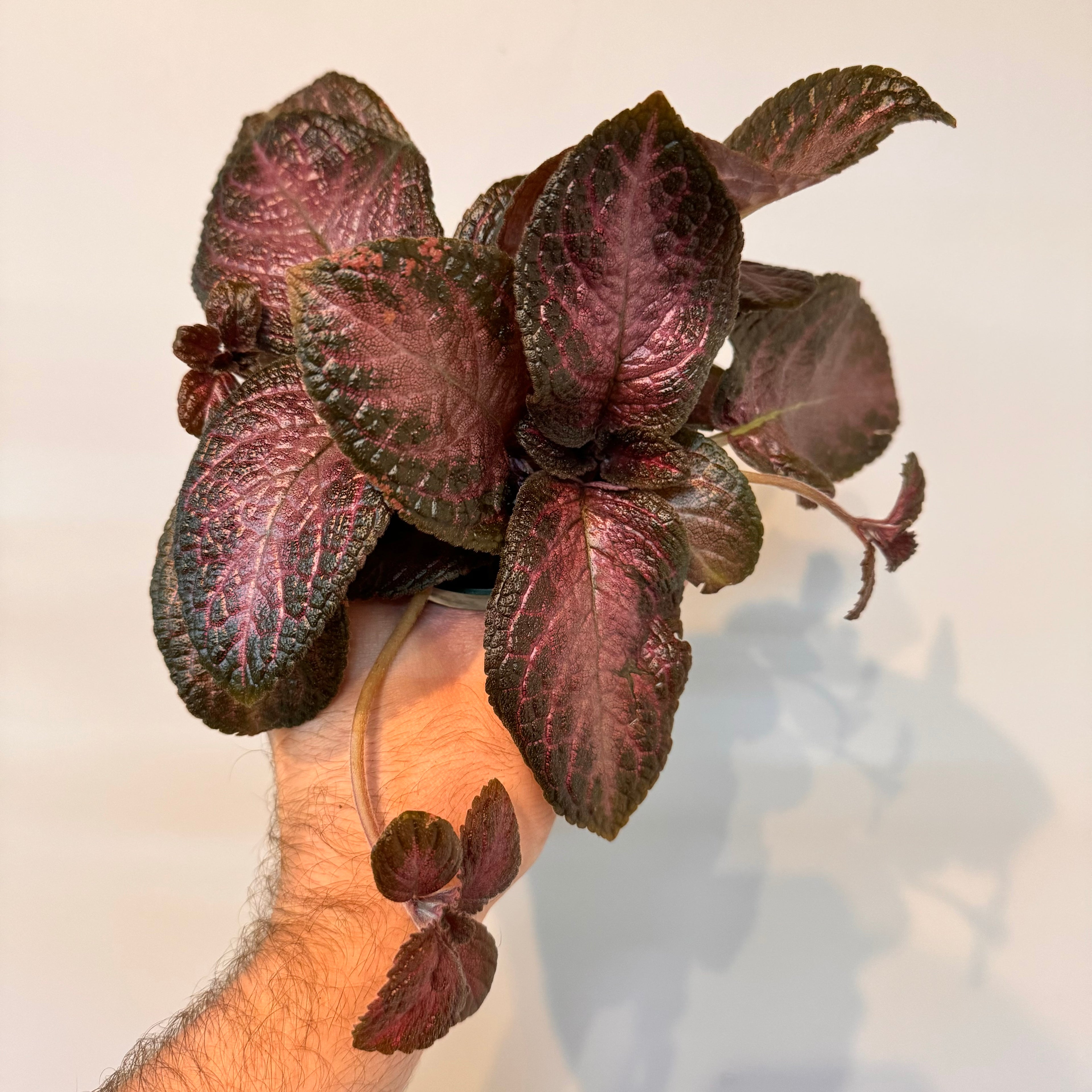 Episcia Purple Rain