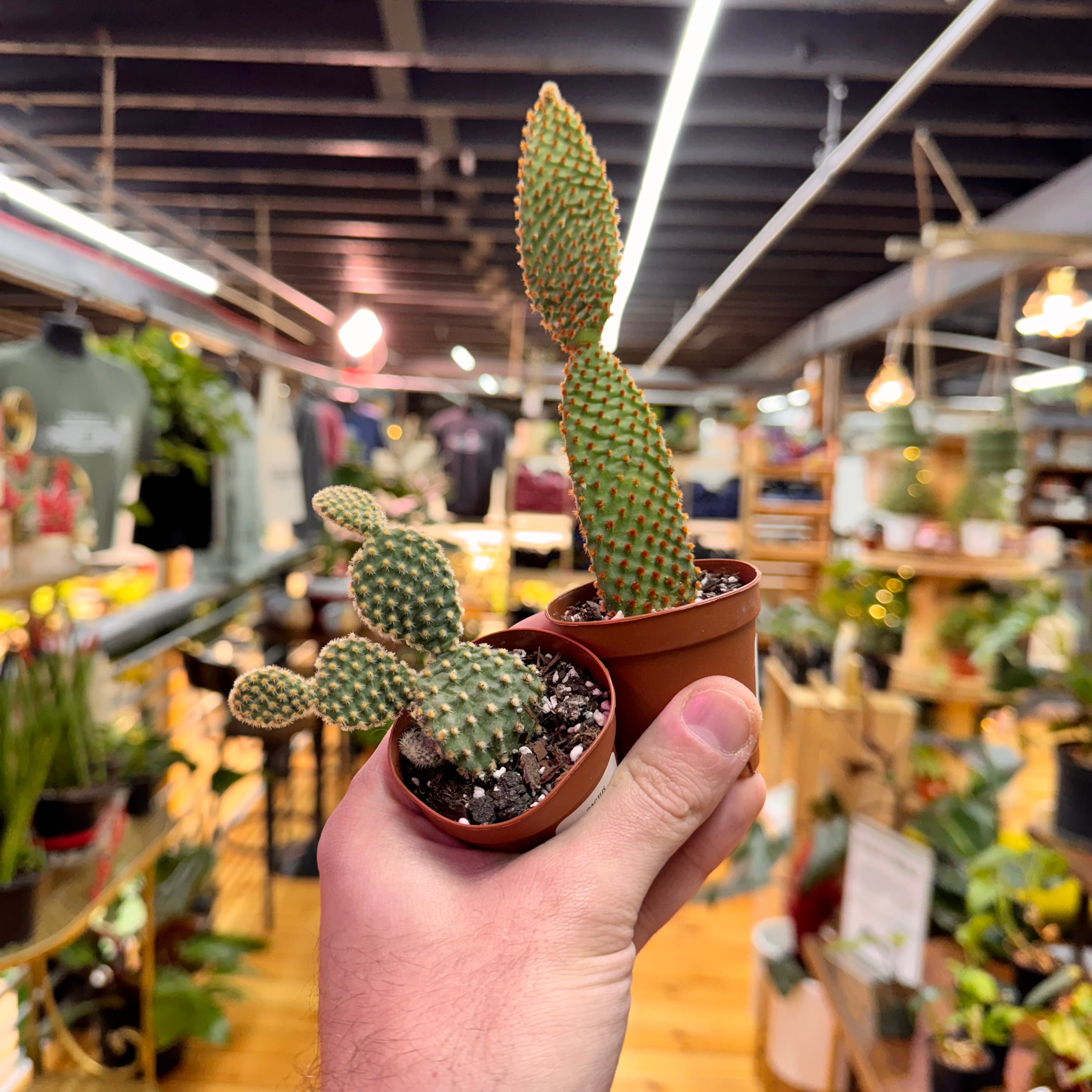 Assorted Small Cactus