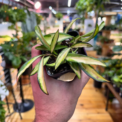 Hoya Wayetii Variegated