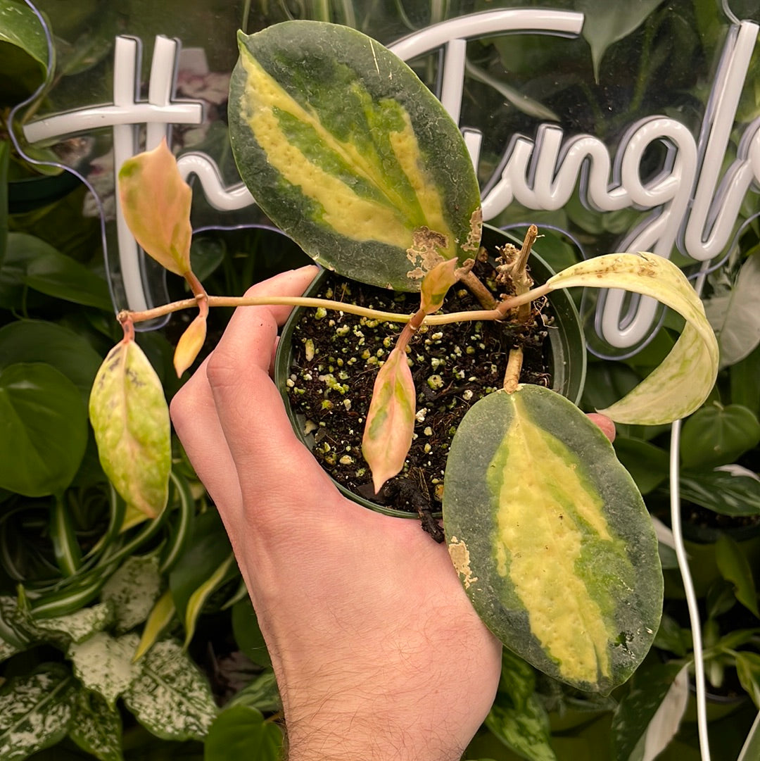 Hoya Moonshadow