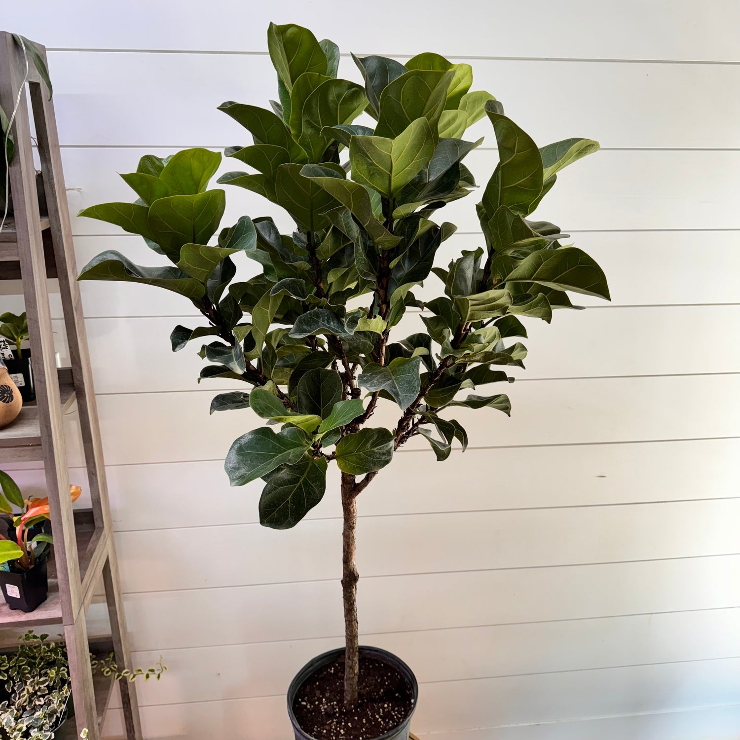 Ficus Lyrata Little