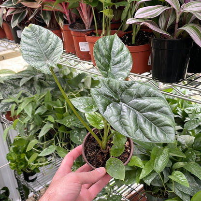 Alocasia Mirror Face