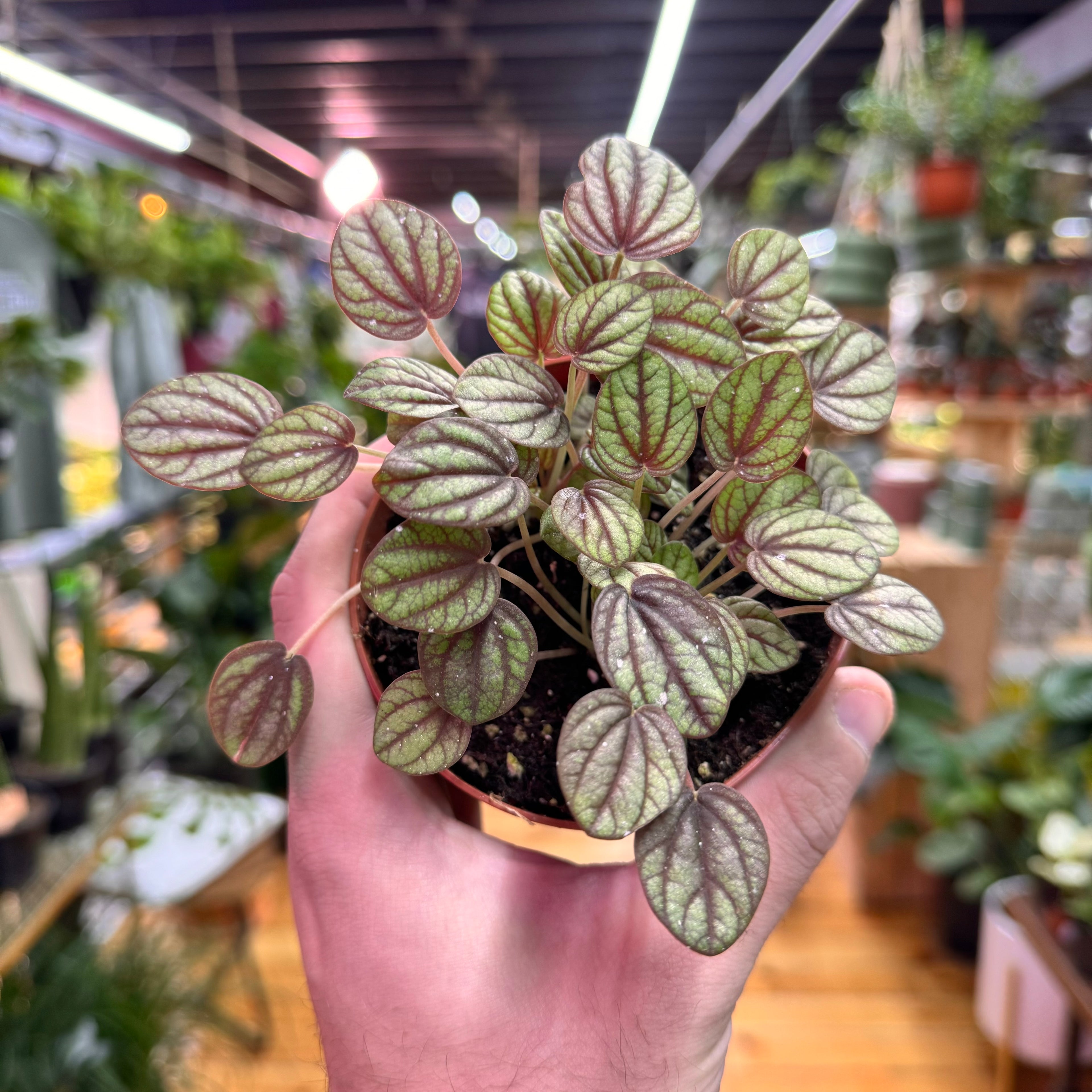 Peperomia Piccolo