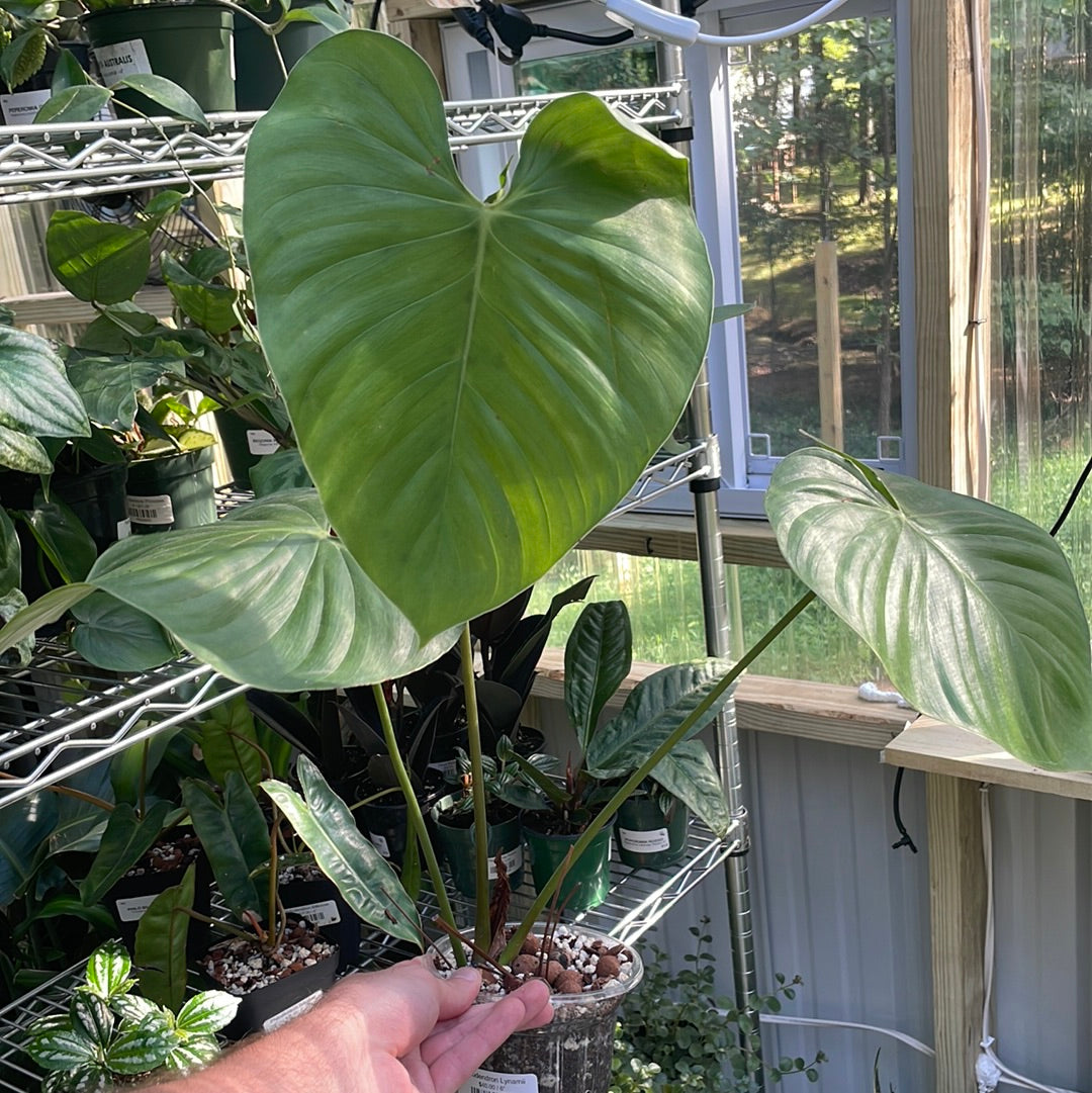 Philodendron Lynamii