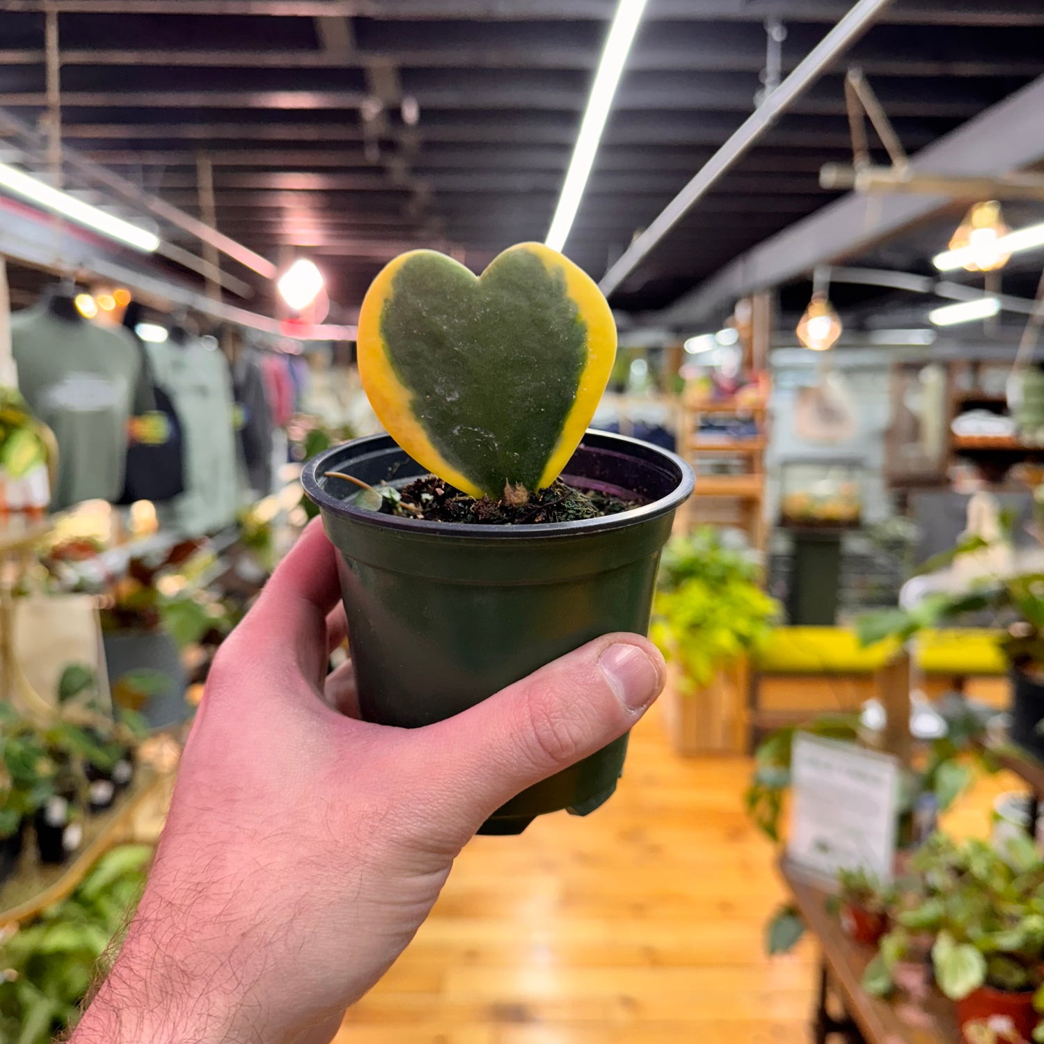 Hoya Sweetheart Variegated