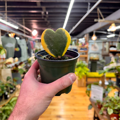 Hoya Sweetheart Variegated