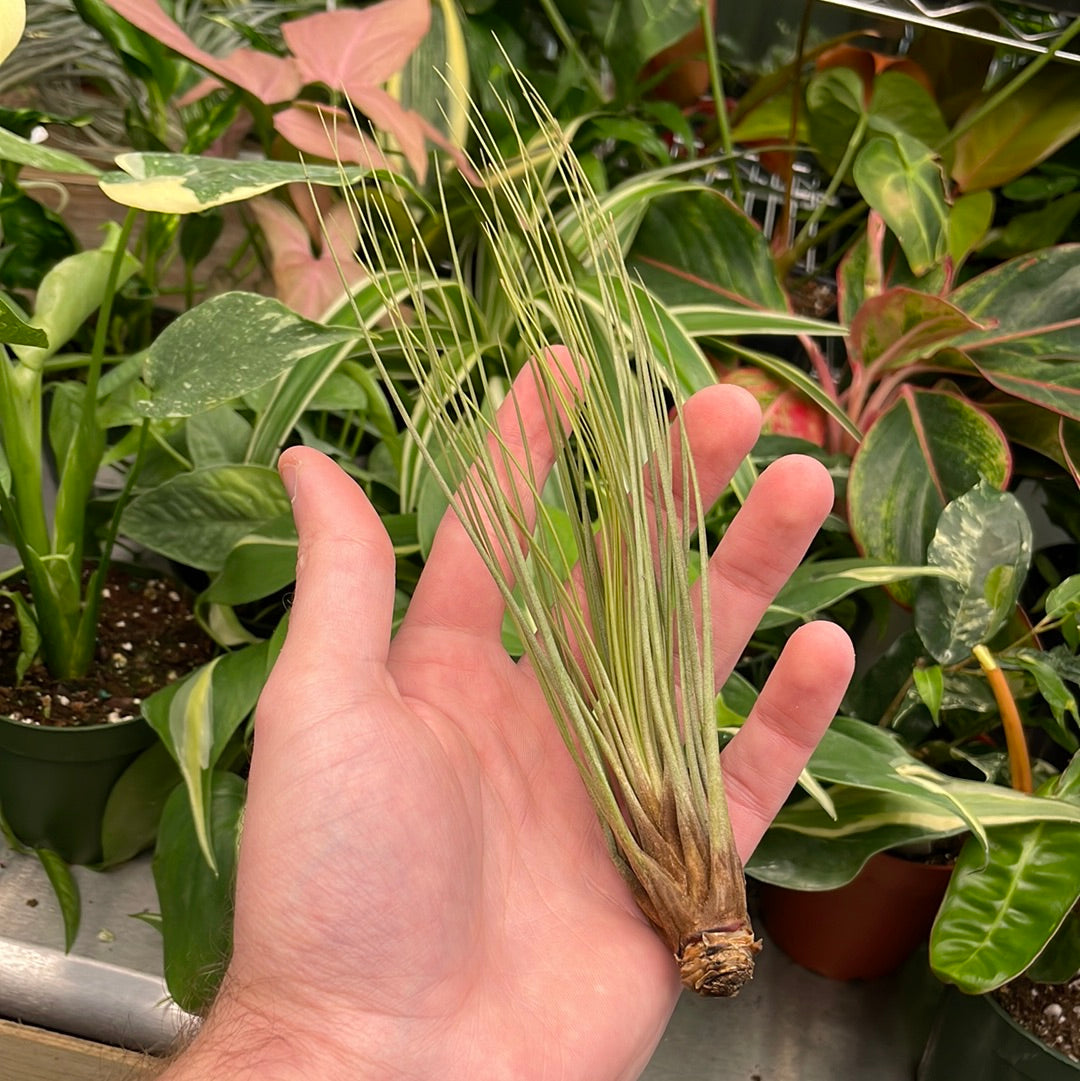 Juncea Air Plant