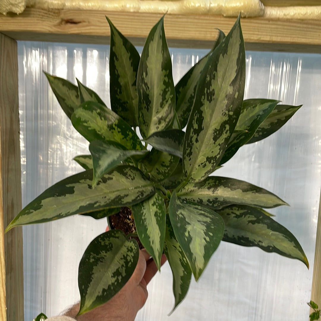 Aglaonema Jubilee