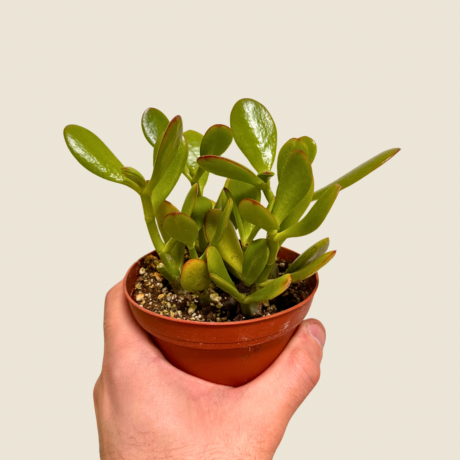 Jade Crassula Succulent