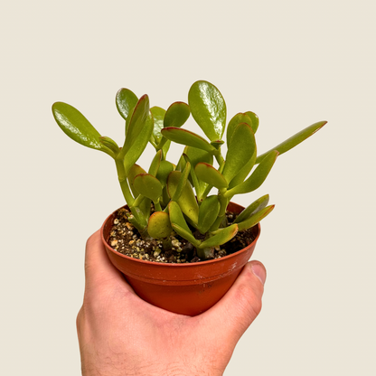 Jade Crassula Succulent