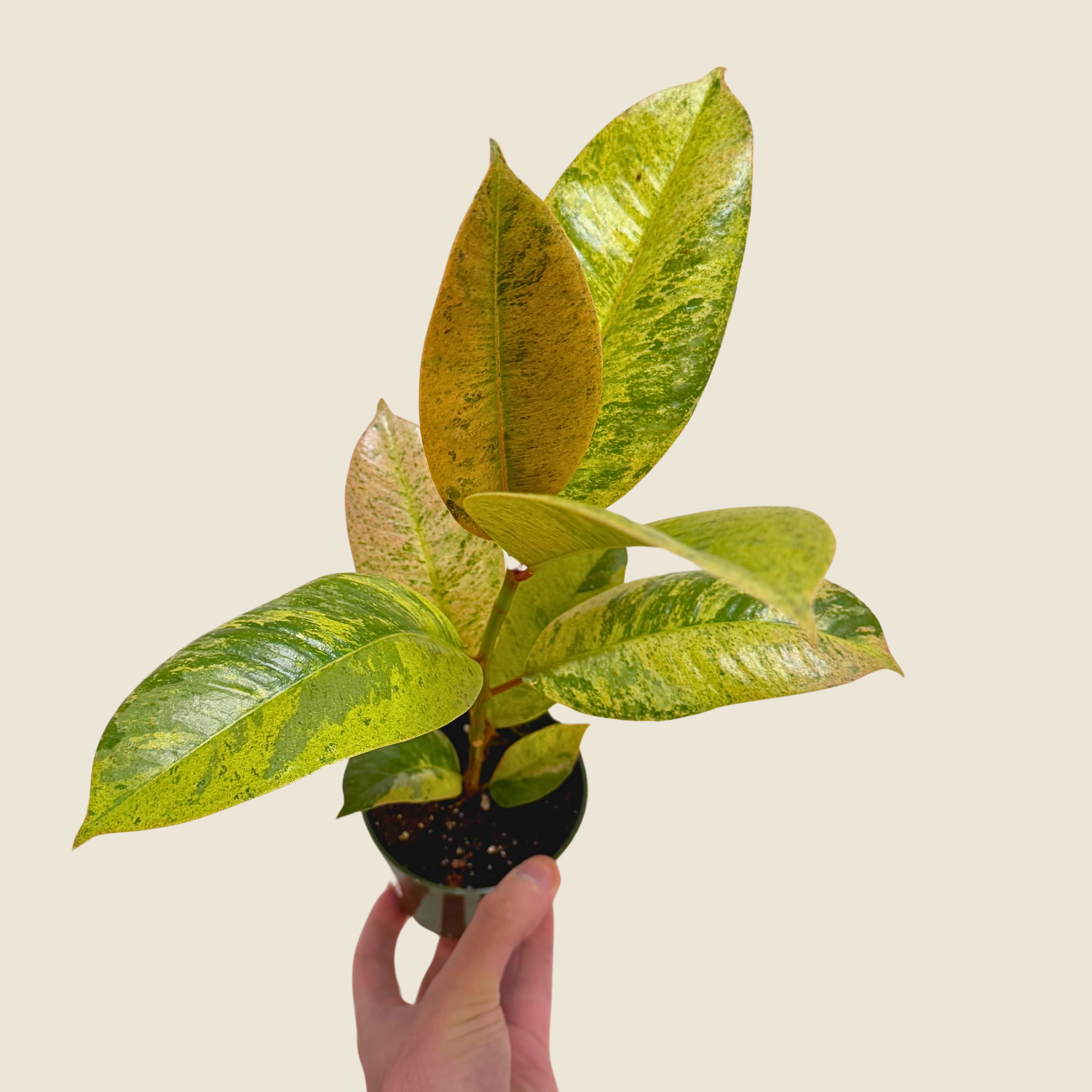 Ficus Shivereana Moonshine