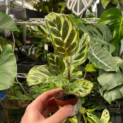 Calathea Makoyana