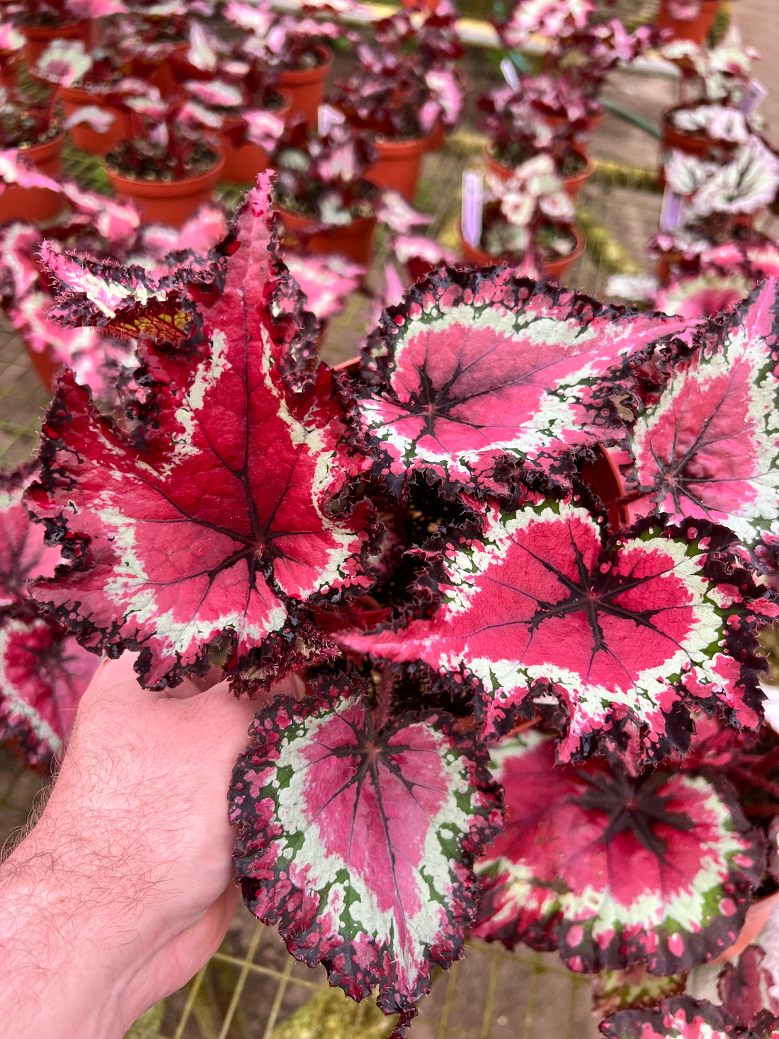 Begonia Queen of Hearts