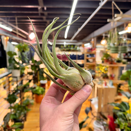 Seleriana Tillandsia Air Plant