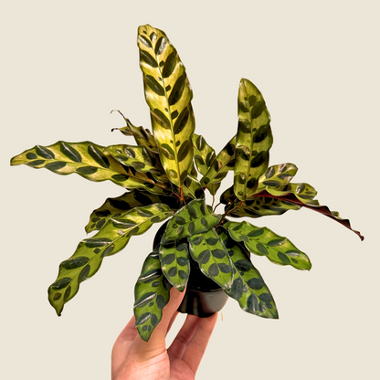 Calathea Rattlesnake