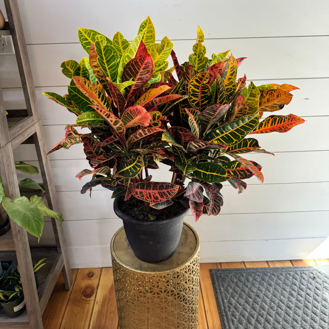 Croton Petra