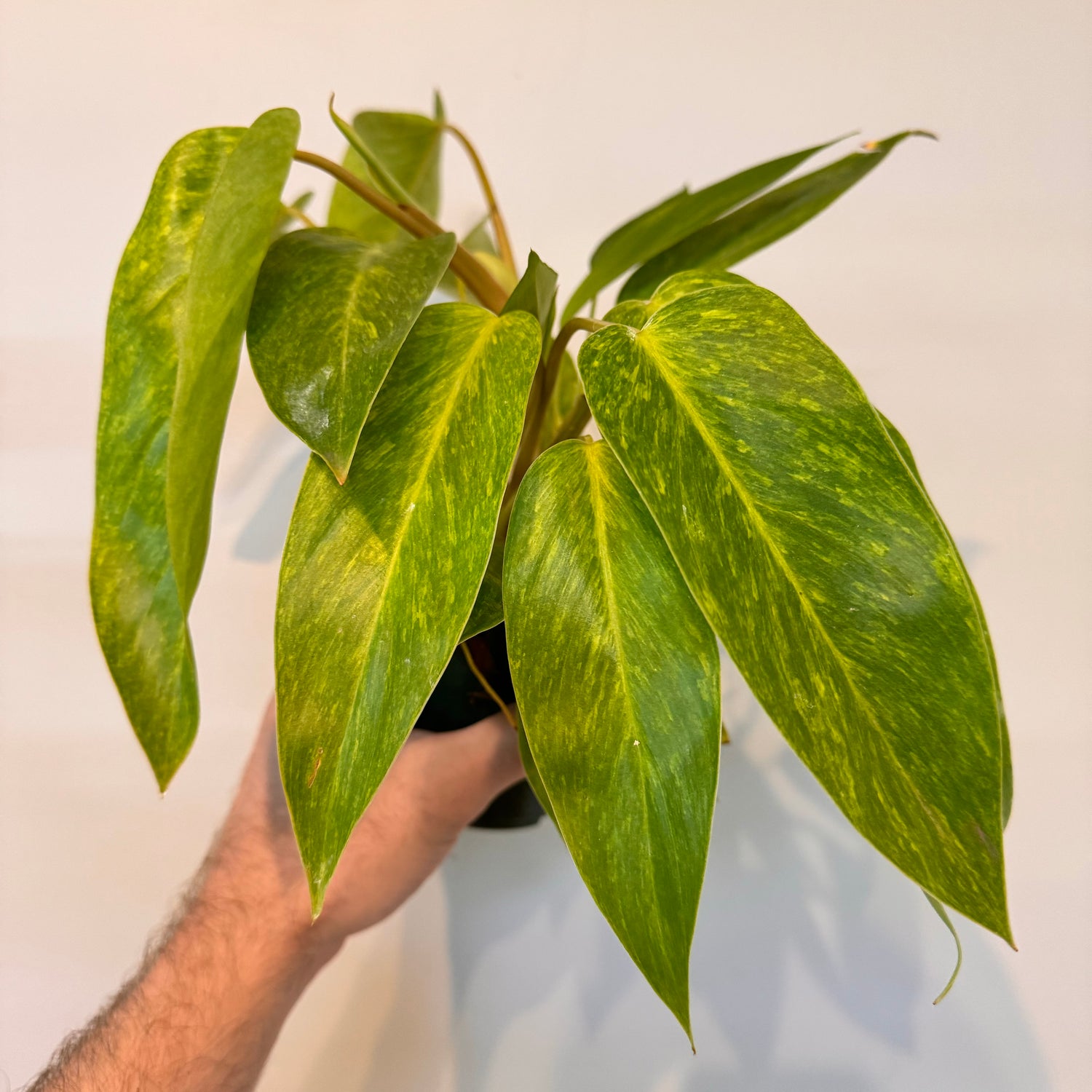 Philodendron Erubescens &