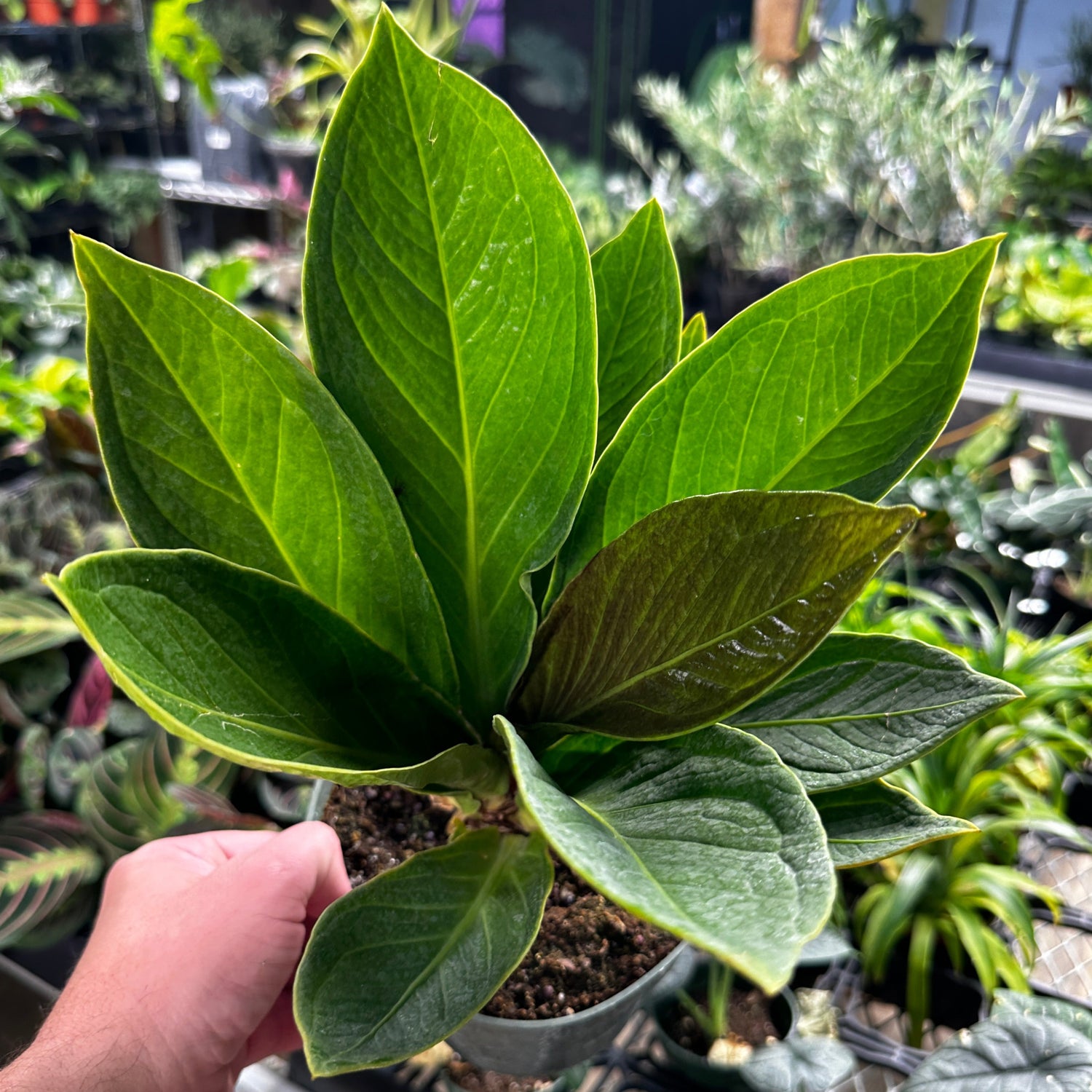 Anthurium Cobra