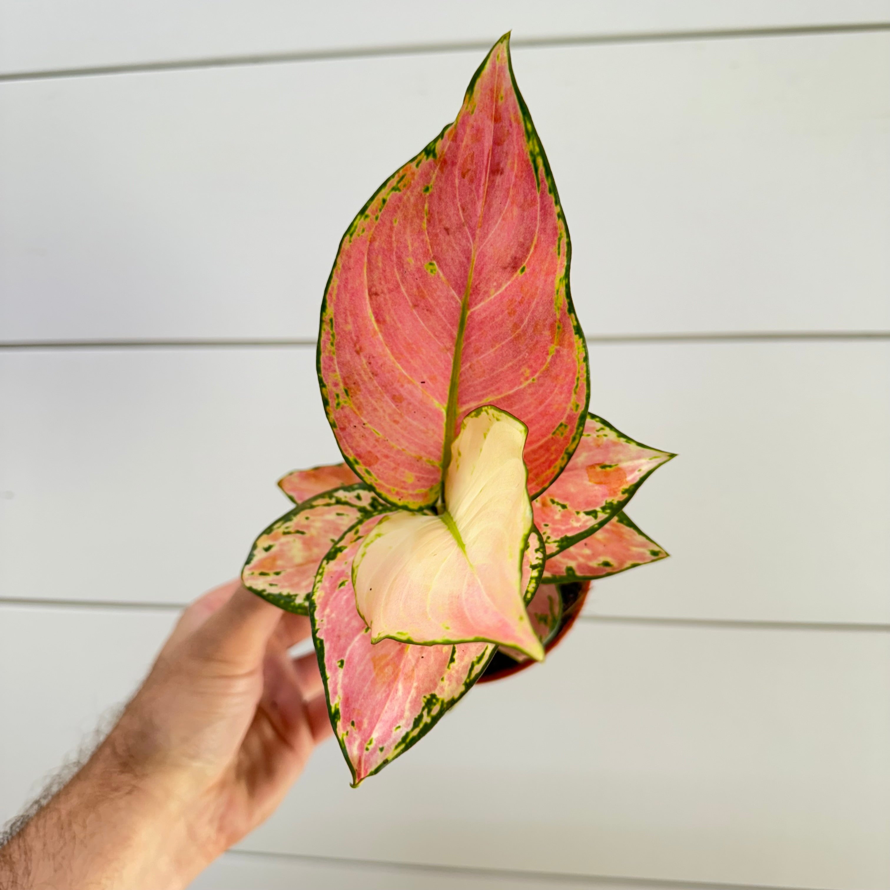 Aglaonema Geely Red