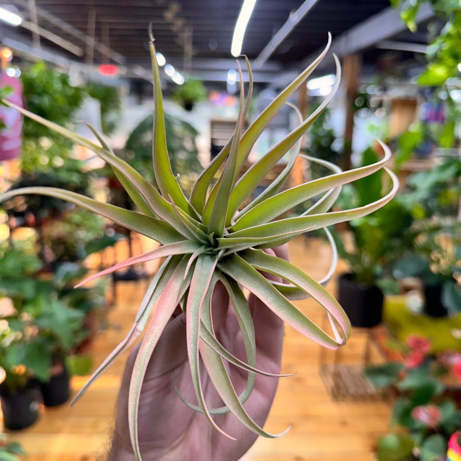 Capitata Peach Air Plant