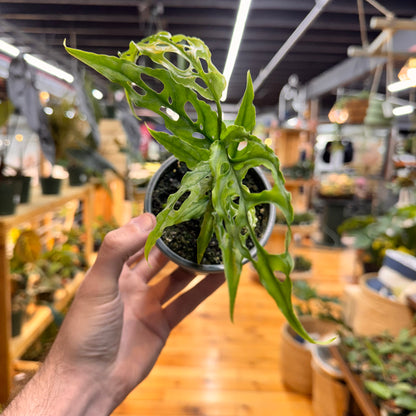Monstera Obliqua &