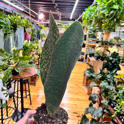 Sansevieria Whale Fin