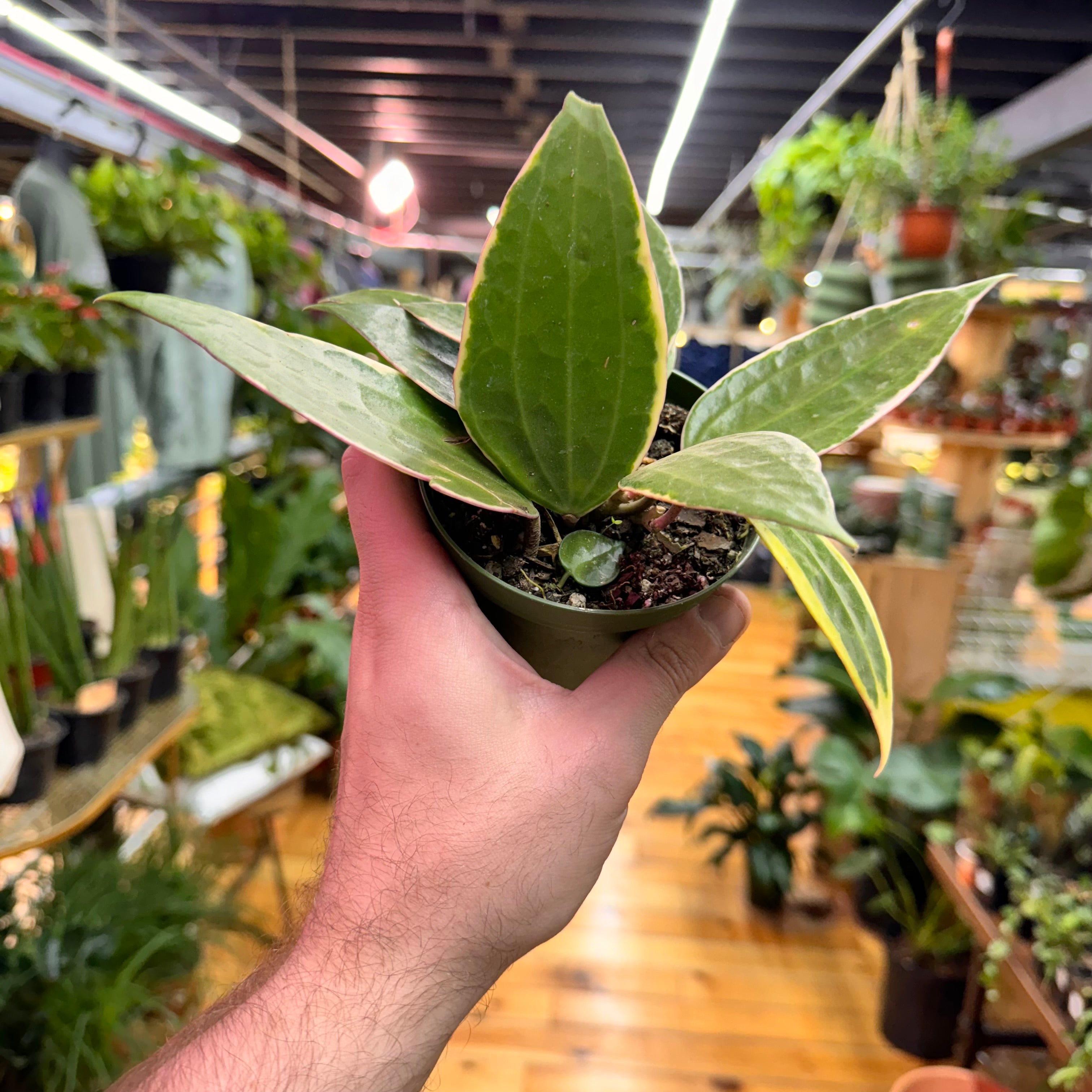 Hoya Macrophylla