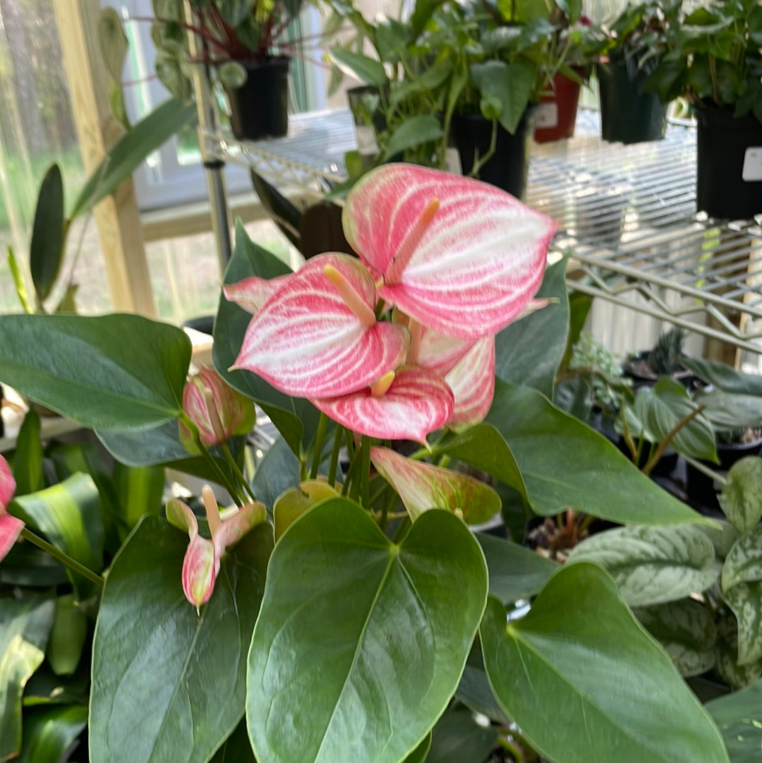 Anthurium Variegated