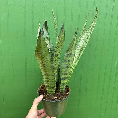 Sansevieria Zeylanica