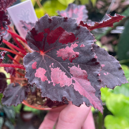 Begonia Black Heart