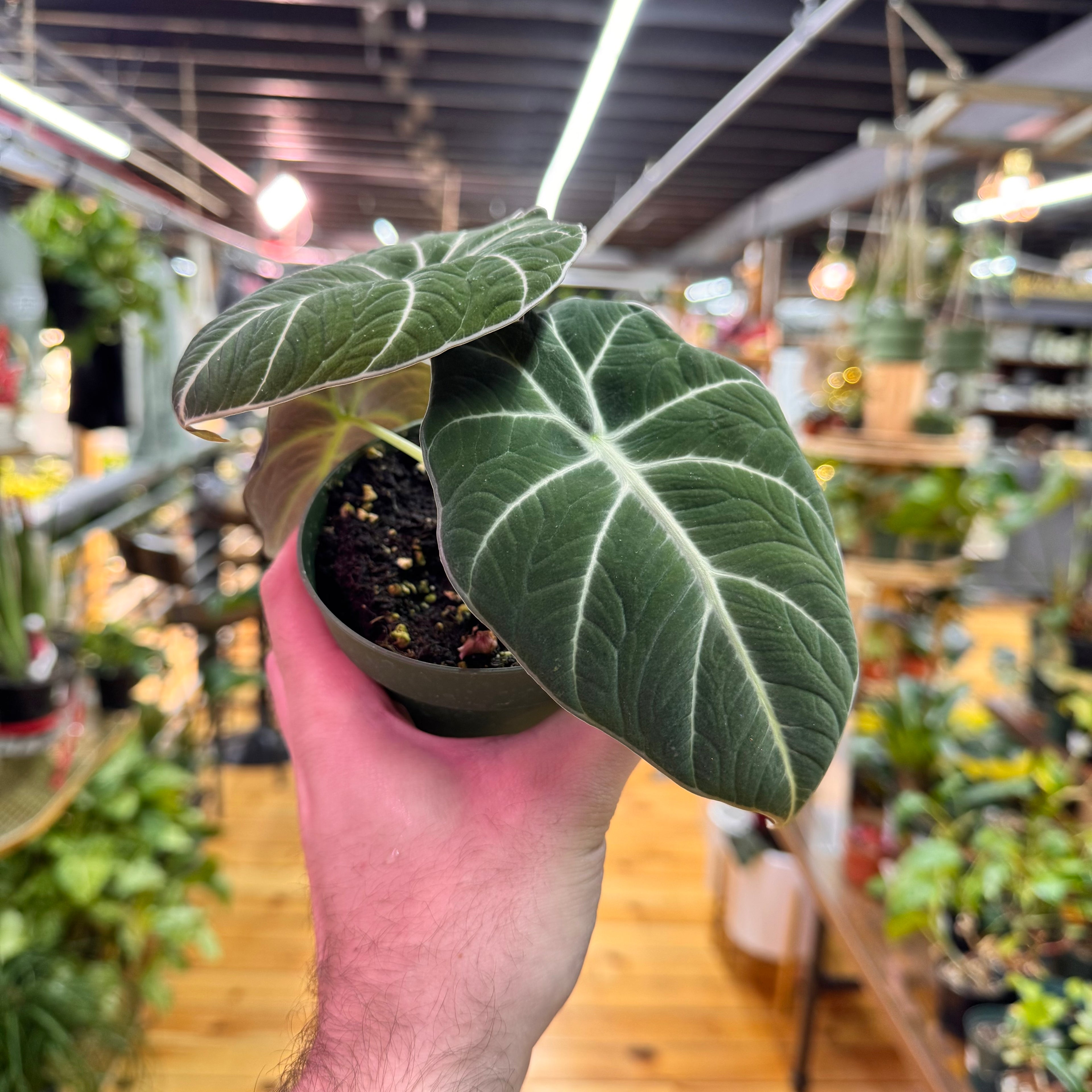 Alocasia Black Velvet