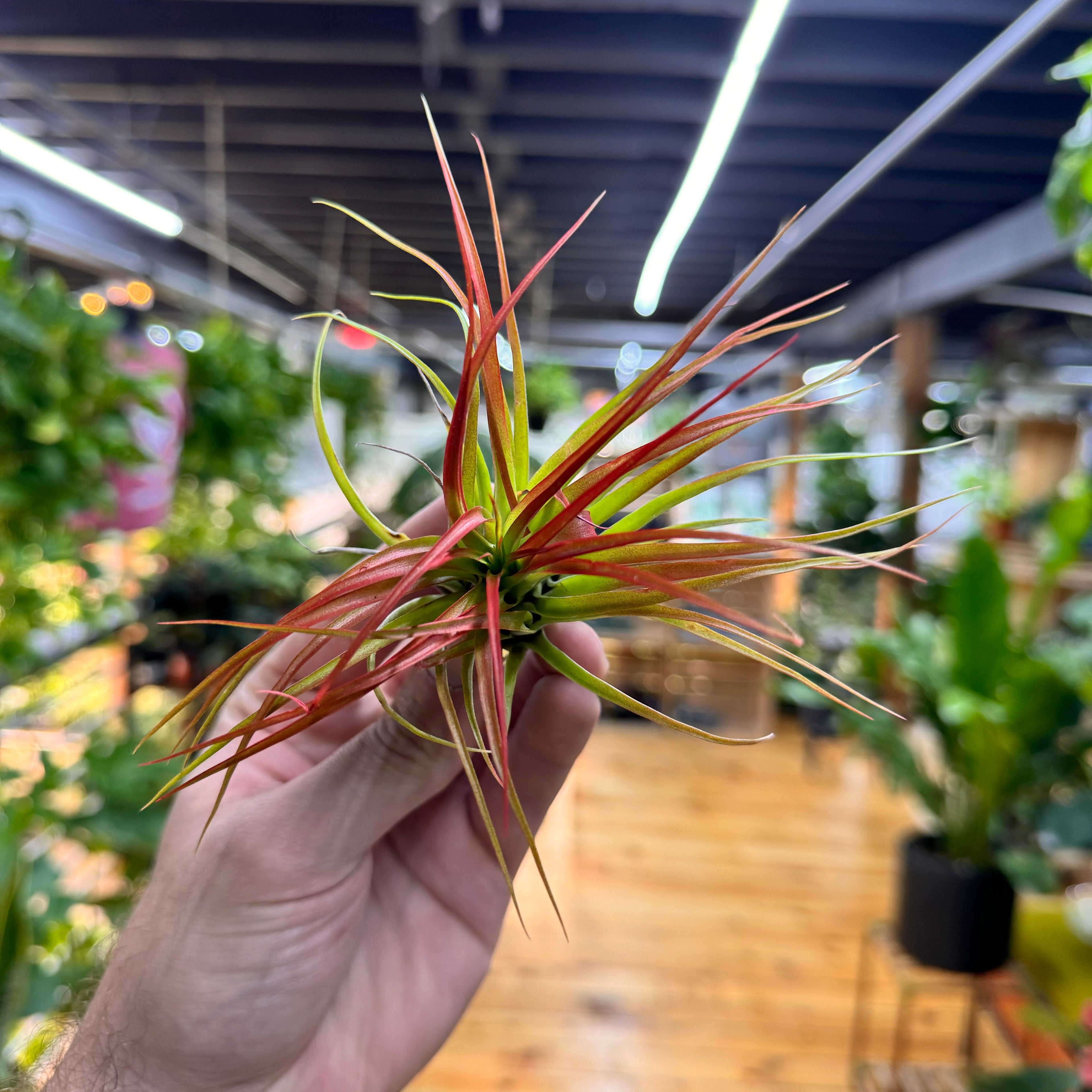 Ionantha Fuego Air Plant