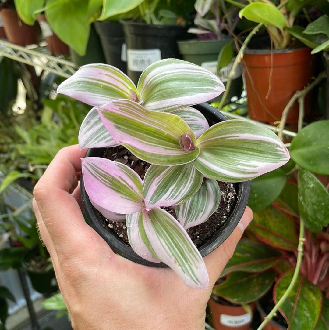 Tradescantia Nanouk