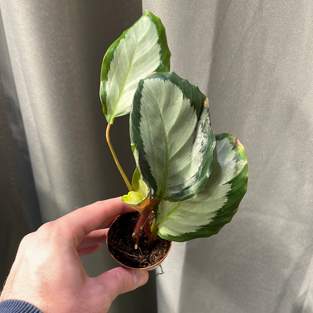 Calathea Picturata