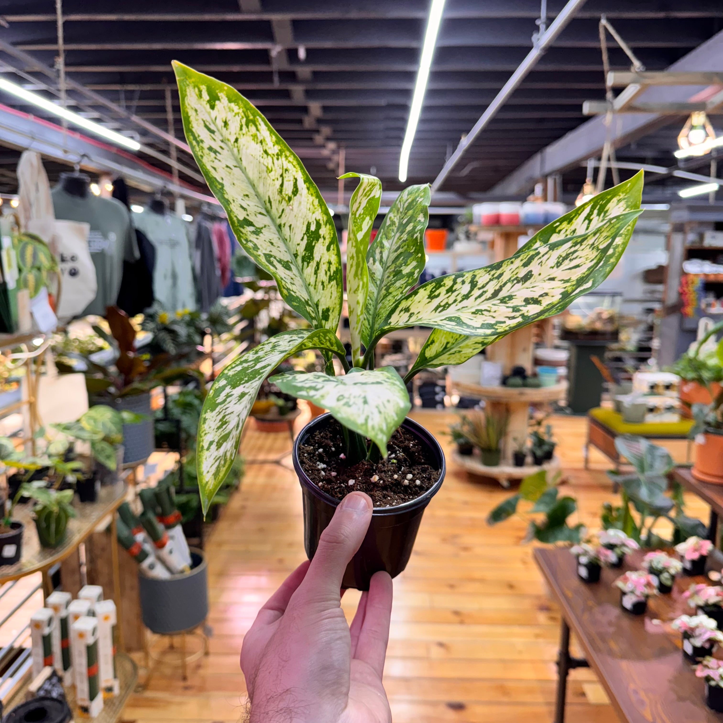 Dieffenbachia Star Bright