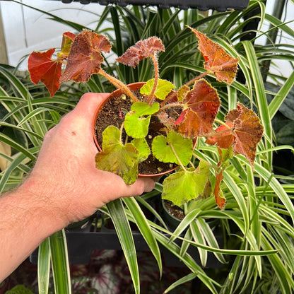 Begonia Peter Piper